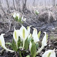 ミズバショウ,水芭蕉,エゾヤマザクラ,ヤマザクラ,水芭蕉群生地の画像