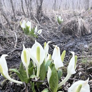 ミズバショウ,水芭蕉,エゾヤマザクラ,ヤマザクラ,水芭蕉群生地の画像