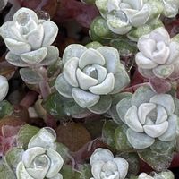 火祭り,春萌,虹の玉,だるま秀麗,白雪ミセバヤの画像