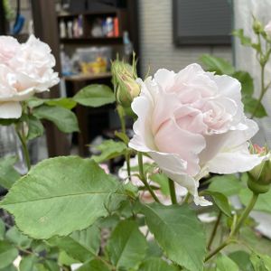 薔薇,地植え,ガーデニング,ガーデン,ピンクの画像