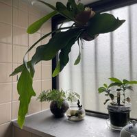 コーヒーの木,ダバリア　ラビットフッド,多肉植物,観葉植物,苔玉の画像