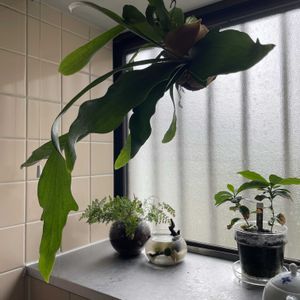 コーヒーの木,ダバリア　ラビットフッド,多肉植物,観葉植物,苔玉の画像