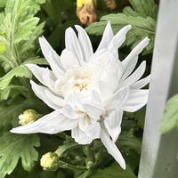 キク,GSのみなさんに感謝♡,医療従事者に感謝,この時期に？,金曜日の蕾たちの画像