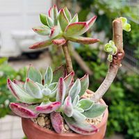 ハムシー,多肉植物,鉢植え,ダイソー,エケベリア属の画像