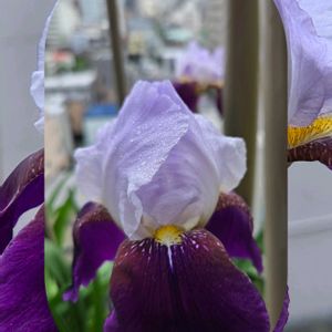 ジャーマンアイリス,ハナモモ,ベランダガーデン,雨の日,祈りを込めての画像