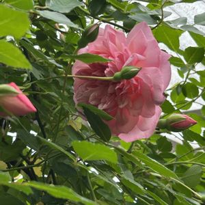 鉢植え,ピンクの花,シェードガーデン,ばら バラ 薔薇,小さな庭の画像
