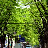 定禅寺通りのけやき,花言葉,山野草,新緑,若葉の画像