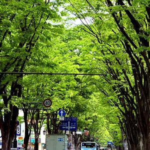 定禅寺通りのけやき,花言葉,山野草,新緑,若葉の画像