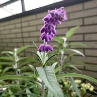 アメジストセージ,可愛い,紫の花,花のある暮らし,緑のある暮らしの画像