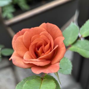 テディベア,ナチュラルガーデン,バラ大好き,お庭の花たち,花と暮らすの画像