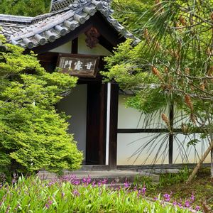 シラン,モミジ,紫蘭,シラン（紫蘭）,日本庭園の画像