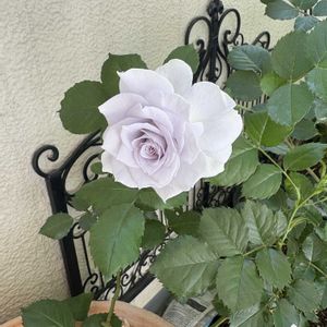 バラ,薔薇,ピェール・ドゥ・ロンサール,パシュミナ,薔薇ピェールドゥロンサールの画像
