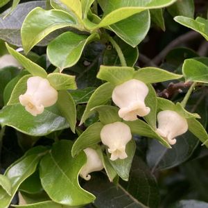シセントキワガキ,植栽,東京都農林総合研究センター,われら樹木探検隊,カキノキ科カキノキ属の画像