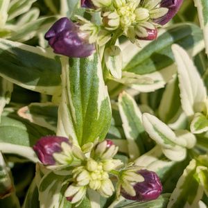 斑入りネメシア,ベランダガーデニング,紫の花,花のある暮らし,斑入り葉っぱの画像