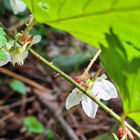 アオキ,ムラサキケマン,モミジイチゴ,ミツバツツジの花,雪国植物園の画像