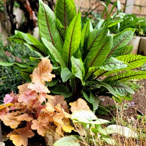 リーフ好き☘.۰•゜,地植え,かわいいな♡,成長が楽しみ,お花好きの画像