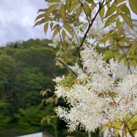 アオダモの画像