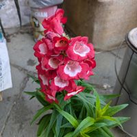 アンゲロニアの画像