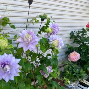 クレマチス,クレマチス‘ベルオブウォーキング’,バラ　ピンクビンテージ,鉢植え,咲いた！の画像