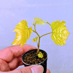 黄金葉野葡萄,盆栽,ミニ盆栽,盆栽苗木,まめ盆栽の画像