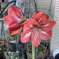 アマリリス,花かんざし,オルレア・ホワイトレース,キュンキュン乙女倶楽部,ちっちゃいものクラブの画像