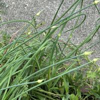スズラン,レウィシア,サルナシ,名前を教えて,アルプカ　コンコルディアナの画像