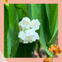 スズラン,チューリップ,リンゴ,鈴蘭,リンゴの花の画像