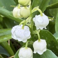 スズラン,ジャスミン,我が家の庭,小さな幸せ♡の画像