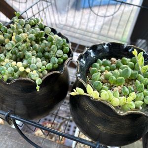多肉植物,DIY,成長,多肉女子,フォロワーさん(*´∀｀)ﾉ ありがとぅ♪の画像