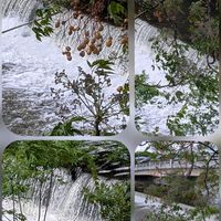 イキシア,クリスマスローズ,シラユキゲシ,センダン,ネメシアの画像
