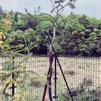 アカシア,ミモザ,銀葉アカシアプルプレア,アカシアブルーブッシュ,地植えの画像
