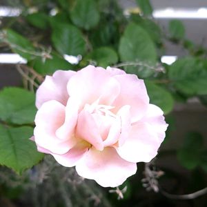 バラ ディスタントドラムス,初心者,ベランダガーデニング,手探り状態の画像
