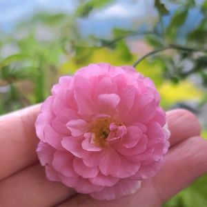 初心者,ベランダガーデニング,初めて育てる,なまえがわからない,ばら バラ 薔薇の画像