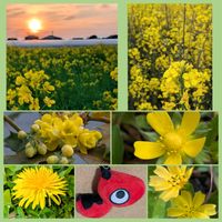 ヒイラギナンテン,ヒイラギナンテン,菜の花,コオニタビラコ,コオニタビラコの画像