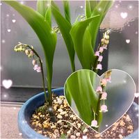 チューリップ,カキドオシ,センダイハギ,ピンク色の鈴蘭,スズラン地植えの画像