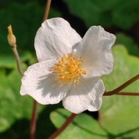 シラユキゲシ,ティアレラ,ニゲラ,多肉植物 寄せ植え,ティアレラ　スプリングシンフォニーの画像