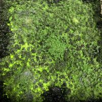 観葉植物,テラリウム,苔 (コケ),ヒカリゴケの画像
