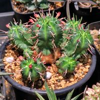 子吹きシンメトリカ,ホリダ,鉄錫杖,笹蟹丸,ユーフォルビアの画像