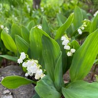 スズラン,ツツジ,桜 さくらんぼ,ジャーマンアイリス(白),躑躅(ツツジ)の画像