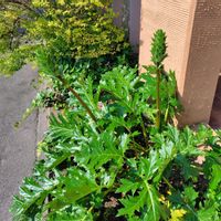 アカンサスの画像