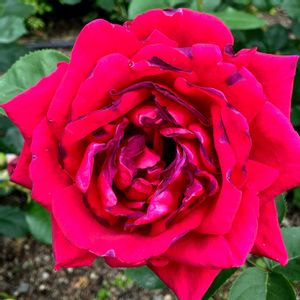 花のある暮らし,イングリッシュガーデン,植物大好き,ばら バラ 薔薇の画像