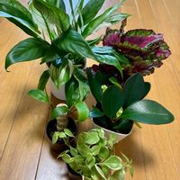 スパティフィラム,ドラセナ,ペペロミア,レックスベゴニア,観葉植物の画像