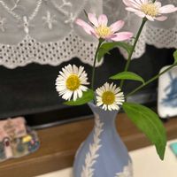 ヒメジョオンの画像