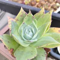 Dudleya anthonyi 'Mision',多肉植物,実生,ダドレア,成長記録の画像