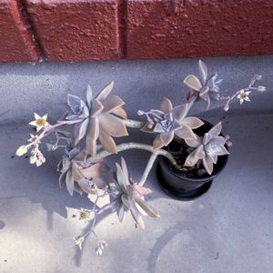 グラパラリーフ,多肉植物,iPhone撮影,小さな庭の画像
