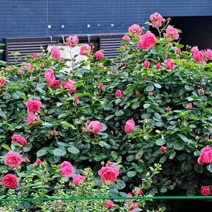 バラと夢CLUB,小さな庭の画像
