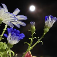 サイネリア,満月,西洋オダマキ,レモンユーカリ、,お月様。の画像
