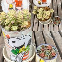 サボテン,ルビーネックレス,ルビーネックレス,カポック,カポックの画像