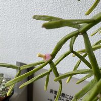 リプサリス ピロカルパ,リプサリス エワルディアナ,レピスミウム・ホーレティアナム,森林性サボテンの画像