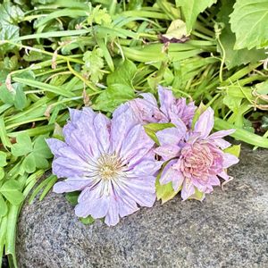 花のある暮らし,緑のある暮らし,新緑の季節,GSに感謝。,いつも笑顔で〜〜♡の画像